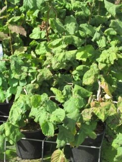 Kronkelhazelaar (Corylus Avellana 'Contorta') -Tuinplanten Winkel corylus avellana contorta 2