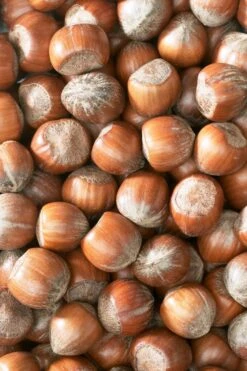 Hazelaar/Hazelnoot (Corylus Avellana 'Halle'sche Riesen') 5 Hazelaar/Hazelnoot (Corylus Avellana 'Halle'sche Riesen') -Tuinplanten Winkel corylushazelnotenv01 5