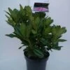 Rhododendron (Rhododendron 'Cosmopolitan') -Tuinplanten Winkel cosmopolitan c5 voor