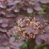Pruikenboom Op Stam (Cotinus Coggygria 'Royal Purple' ) -Tuinplanten Winkel cotinus coggygria royal purple 2