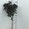 Pruikenboom (Cotinus Coggygria 'Royal Purple') Op Stam -Tuinplanten Winkel cotinus coggygria royal purple 90st c7 5 2 1