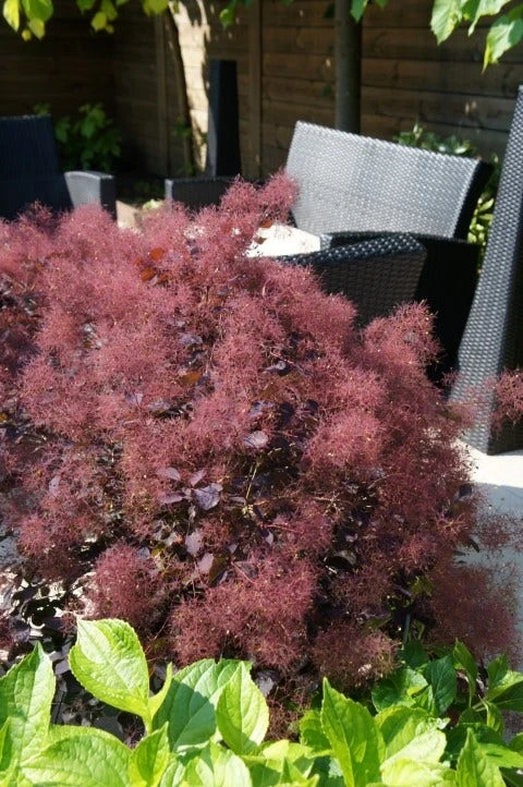 Pruikenboom (Cotinus Coggygria 'Dusky Maiden') 4 Pruikenboom (Cotinus Coggygria 'Dusky Maiden') - Afbeelding 2