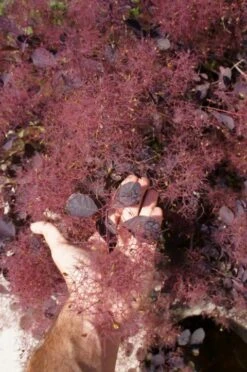 Pruikenboom (Cotinus Coggygria 'Dusky Maiden') 9 Pruikenboom (Cotinus Coggygria 'Dusky Maiden') -Tuinplanten Winkel cotinus dusky maiden 02