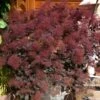 Pruikenboom (Cotinus Coggygria 'Dusky Maiden')