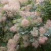 Pruikenboom (Cotinus 'Grace') 1 Pruikenboom (Cotinus 'Grace') -Tuinplanten Winkel cotinus grace