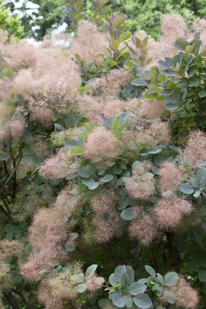 Pruikenboom (Cotinus 'Grace') 3 Pruikenboom (Cotinus 'Grace')
