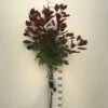 Pruikenboom (Cotinus 'Grace') Op Stam -Tuinplanten Winkel cotinus grace 90st c7 5 2