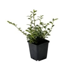 Dwergmispel (Cotoneaster Dammeri) 11 Dwergmispel (Cotoneaster Dammeri) -Tuinplanten Winkel cotoneaster dammeri