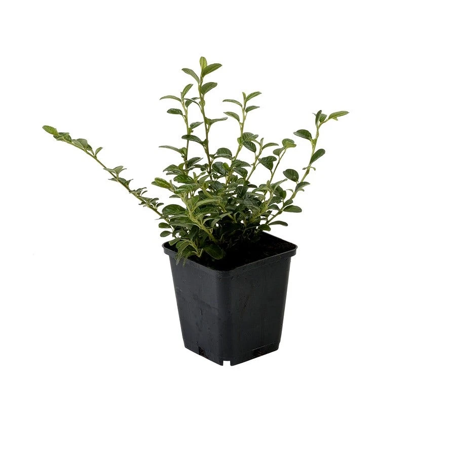 Dwergmispel (Cotoneaster Dammeri) 6 Dwergmispel (Cotoneaster Dammeri) - Afbeelding 4