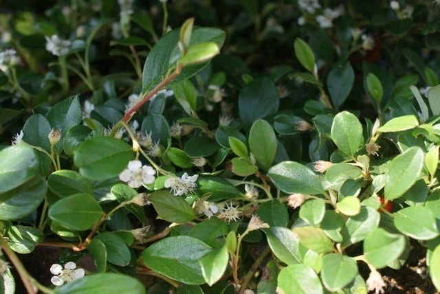 Dwergmispel (Cotoneaster Dammeri) 4 Dwergmispel (Cotoneaster Dammeri) - Afbeelding 2