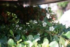 Dwergmispel (Cotoneaster Dammeri) 10 Dwergmispel (Cotoneaster Dammeri) -Tuinplanten Winkel cotoneaster dammeri 2