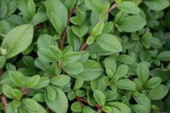 Dwergmispel (Cotoneaster Dammeri 'Major')