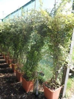 Dwergmispel (Cotoneaster Franchetii) -Tuinplanten Winkel cotoneaster franchetii 150 200 c30 extra