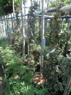 Dwergmispel (Cotoneaster Lacteus) -Tuinplanten Winkel cotoneaster lacteus c10 100 150 1