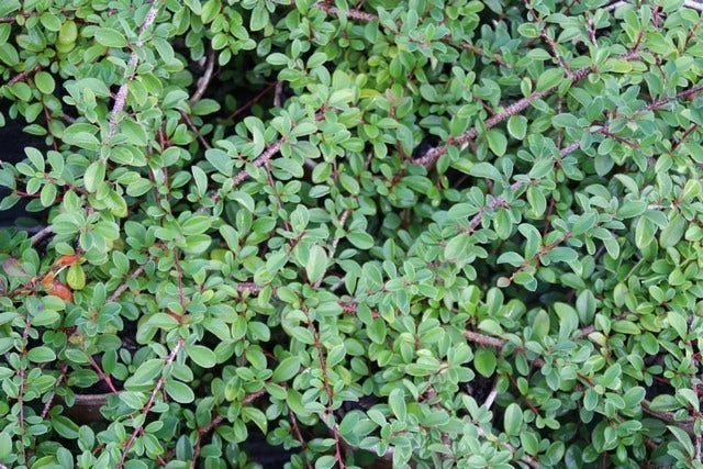 Dwergmispel (Cotoneaster Radicans 'Eichholz') 4 Dwergmispel (Cotoneaster Radicans 'Eichholz') - Afbeelding 2