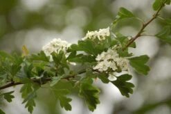 Zeeuwse Haag, In Pot