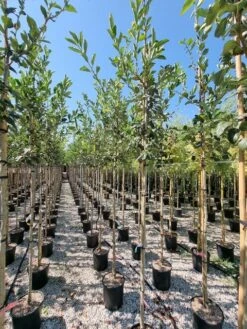 Meidoorn Als Boom (Crataegus Lavallei 'Carrierei') -Tuinplanten Winkel crataegus carreirie