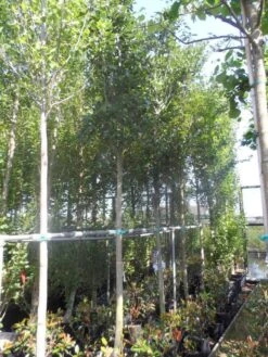 Meidoorn Als Boom (Crataegus Lavallei 'Carrierei') -Tuinplanten Winkel crataegus lavallei carrierei 14 16ho cont