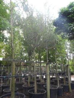 Rode Meidoorn (Crataegus Laevigata 'Paul's Scarlet') -Tuinplanten Winkel crataegus media paul s scarlet 25 30ho c350 1