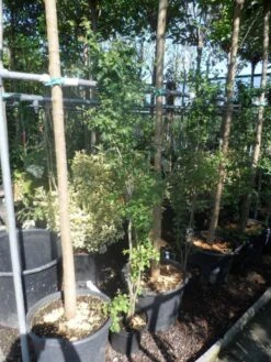 Meidoorn Als Boom (Crataegus Monogyna 'Stricta') -Tuinplanten Winkel crataegus monogyna 125 150 175 c7