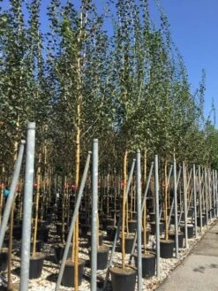 Rode Meidoorn (Crataegus Laevigata 'Paul's Scarlet') -Tuinplanten Winkel crataegus paul scarlet