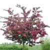 Rode Meidoorn (Crataegus Laevigata 'Paul's Scarlet') 1 Rode Meidoorn (Crataegus Laevigata 'Paul's Scarlet') -Tuinplanten Winkel crataegus x media paul s scarlet01