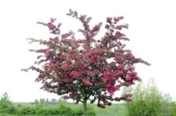 Rode Meidoorn Als Leiboom (Crataegus 'Paul's Scarlet') -Tuinplanten Winkel crataegus x media paul s scarlet01 1
