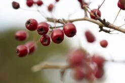 Ondoordringbare Haag, Hoog -Tuinplanten Winkel crataegusm01 1