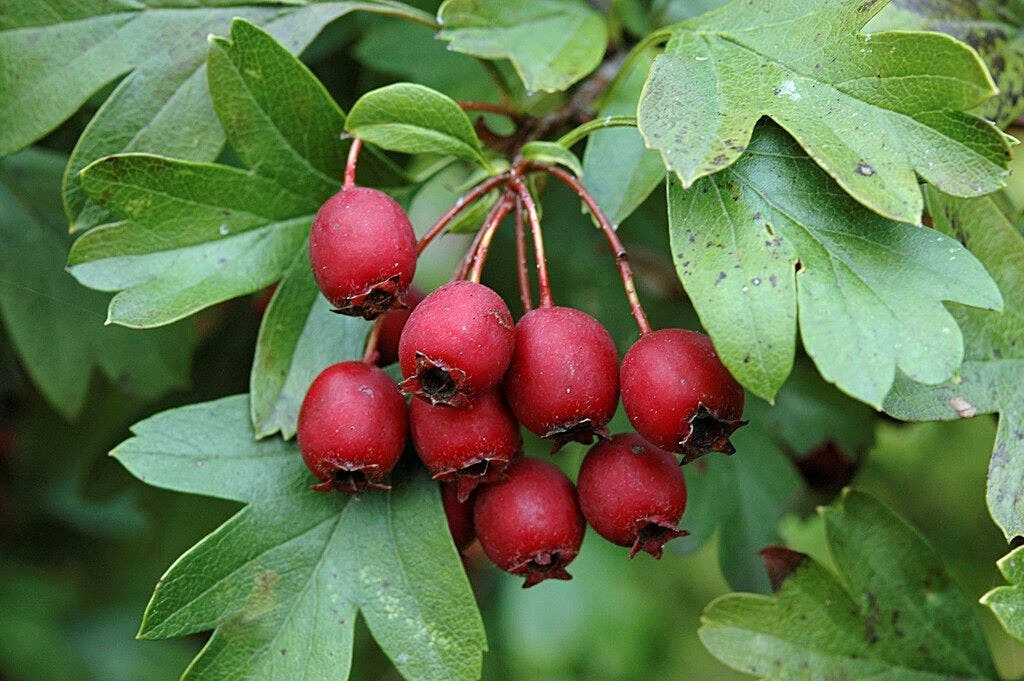 Hoge Ondoordringbare Haag, 4 Hoge Ondoordringbare Haag, - Afbeelding 2