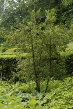 Chileense Lantaarnboom (Crinodendron Hookerianum) -Tuinplanten Winkel crinodendron