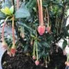 Chileense Lantaarnboom (Crinodendron Hookerianum) 1 Chileense Lantaarnboom (Crinodendron Hookerianum) -Tuinplanten Winkel crinodendron hookerianum