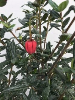 Chileense Lantaarnboom (Crinodendron Hookerianum) -Tuinplanten Winkel crinodendron hookerianum c20 1 1