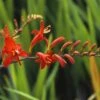 Montbretia (Crocosmia 'Lucifer') -Tuinplanten Winkel crlucife 1