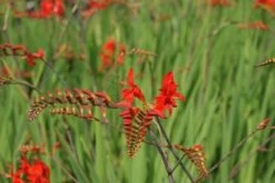 Montbretia (Crocosmia 'Lucifer') -Tuinplanten Winkel crocosmia lucifer