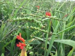 Montbretia (Crocosmia 'Lucifer') -Tuinplanten Winkel crocosmia lucifer02