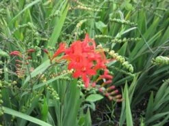 Montbretia (Crocosmia 'Lucifer') -Tuinplanten Winkel crocosmia lucifer03