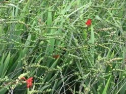 Montbretia (Crocosmia 'Lucifer') -Tuinplanten Winkel crocosmia lucifer04