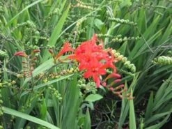 Montbretia (Crocosmia 'Lucifer') -Tuinplanten Winkel crocosmia lucifer05