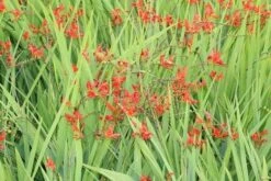 Montbretia (Crocosmia 'Lucifer') -Tuinplanten Winkel crocosmia lucifer 1 1