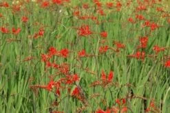 Montbretia (Crocosmia 'Lucifer') -Tuinplanten Winkel crocosmia lucifer 2 1