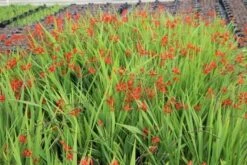 Montbretia (Crocosmia 'Lucifer') -Tuinplanten Winkel crocosmia lucifer 3