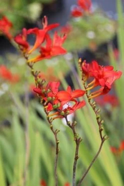Montbretia (Crocosmia 'Lucifer') -Tuinplanten Winkel crocosmia lucifer 4 1