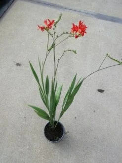 Montbretia (Crocosmia 'Lucifer') -Tuinplanten Winkel crocosmia lucifer c2 07