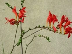 Montbretia (Crocosmia 'Lucifer') -Tuinplanten Winkel crocosmia lucifer c2 08