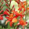 Montbretia (Crocosmia Masoniorum)
