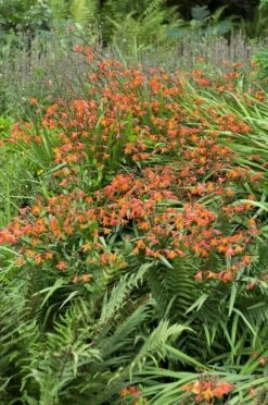 Montbretia (Crocosmia Masoniorum) -Tuinplanten Winkel crocosmia masoniorum 2