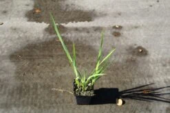 Montbretia (Crocosmia Masoniorum) -Tuinplanten Winkel crocosmia masoniorum 6