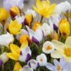 Crocus (Crocus Chrysanthus Mix) -Tuinplanten Winkel crocus chrysanthus mix 2
