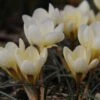 Krokus (Crocus Chrysanthus 'Cream Beauty') -Tuinplanten Winkel crocus creambeauty 2