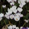 Krokus (Crocus Chrysanthus 'Prins Claus') -Tuinplanten Winkel crocus prins claus 3